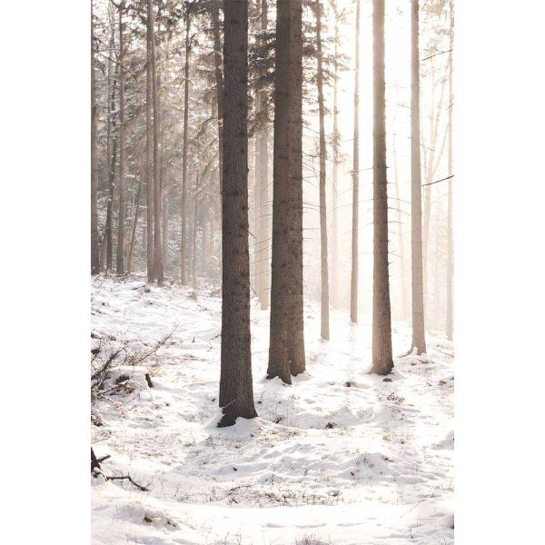 [WOO-045315] Cuadro Bosque Nevado