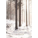 Cuadro Bosque Nevado